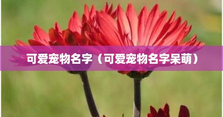 可爱宠物名字（可爱宠物名字呆萌）