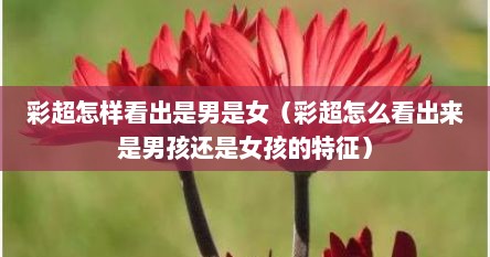 彩超怎样看出是男是女（彩超怎么看出来是男孩还是女孩的特征）