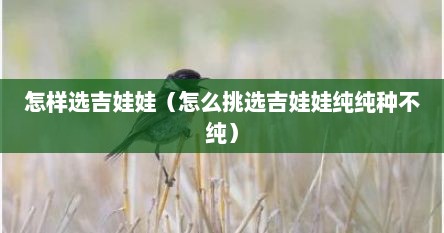 怎样选吉娃娃（怎么挑选吉娃娃纯纯种不纯）
