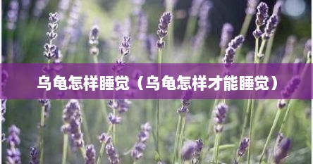 乌龟怎样睡觉（乌龟怎样才能睡觉）
