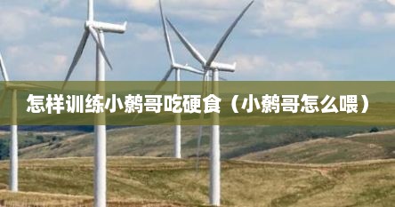怎样训练小鹩哥吃硬食(小鹩哥怎么喂)