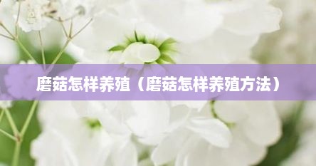 磨菇怎样养殖（磨菇怎样养殖方法）