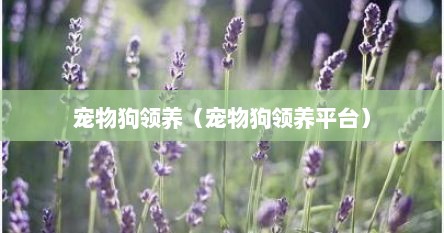 宠物狗领养（宠物狗领养平台）