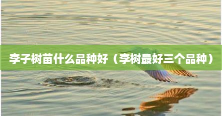 李子树苗什么品种好（李树最好三个品种）