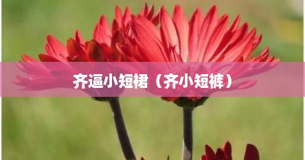 齐b小短裤2游戏（齐x小短裙是什么意思）