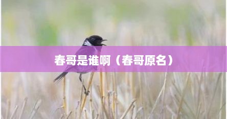 春哥是谁啊（春哥原名）