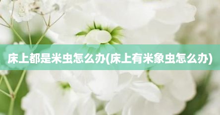 床上都是米虫怎么办(床上有米象虫怎么办)