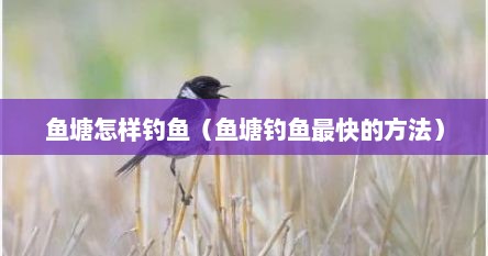 鱼塘怎样钓鱼（鱼塘钓鱼最快的方法）