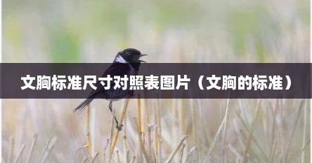优衣库文胸尺寸国内外对照表（文胸标准尺寸对照表）