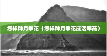 怎样种月季花（怎样种月季花成活率高）