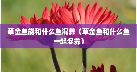 草金鱼能和什么鱼混养（草金鱼和什么鱼一起混养）