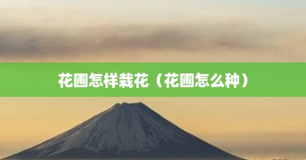 花圃怎样栽花（花圃怎么种）