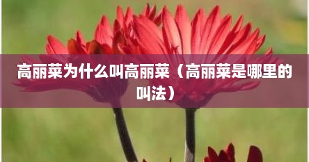 高丽菜为什么叫高丽菜（高丽菜是哪里的叫法）