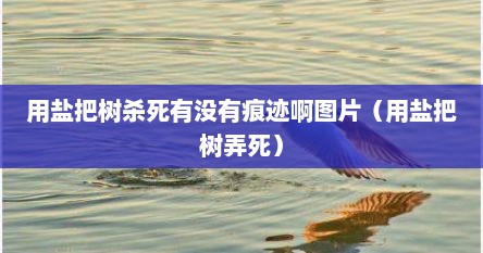 用盐把树杀死有没有痕迹啊图片（用盐把树弄死）