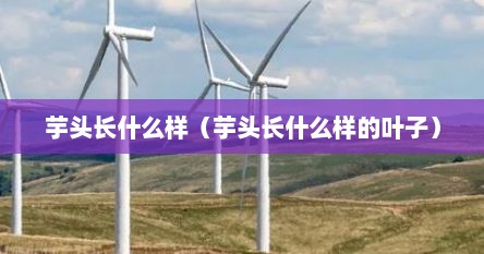 芋头长什么样（芋头长什么样的叶子）
