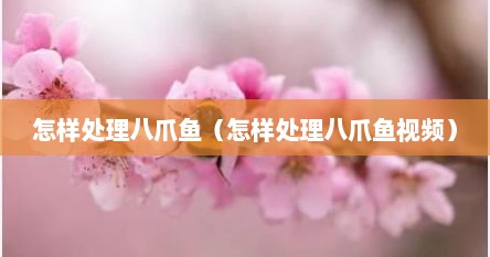 怎样处理八爪鱼（怎样处理八爪鱼视频）