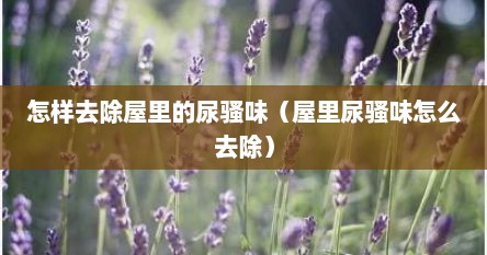 怎样去除屋里的尿骚味（屋里尿骚味怎么去除）