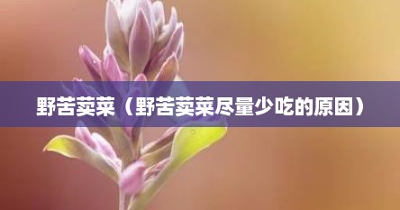 野苦荬菜（野苦荬菜尽量少吃的原因）