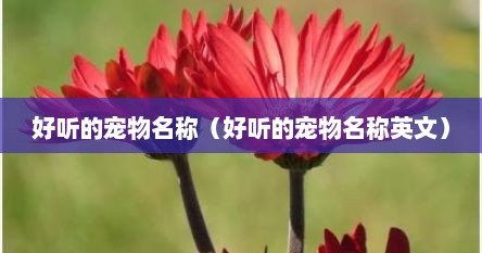 好听的宠物名称（好听的宠物名称英文）