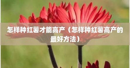 怎样种红薯才能高产（怎样种红薯高产的最好方法）