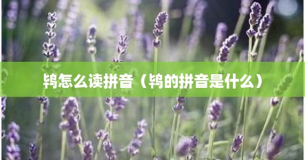 鸨怎么读拼音（鸨的拼音是什么）