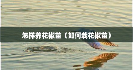 怎样养花椒苗（如何栽花椒苗）