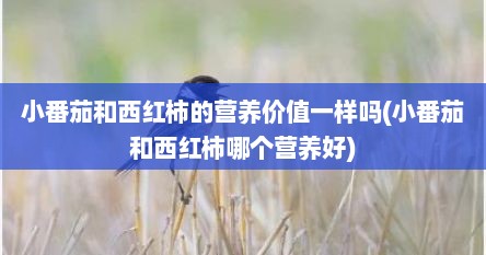 小番茄和西红柿的营养价值一样吗(小番茄和西红柿哪个营养好)