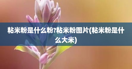 粘米粉是什么粉?粘米粉图片(粘米粉是什么大米)
