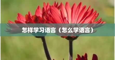 怎样学习语言（怎么学语言）