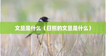 文旦是什么（日照的文旦是什么）