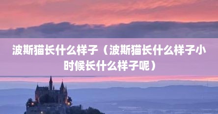 波斯猫长什么样子（波斯猫长什么样子小时候长什么样子呢）