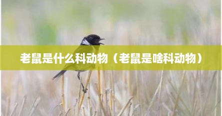 老鼠是什么科动物（老鼠是啥科动物）