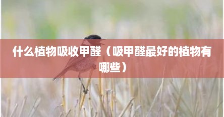 什么植物吸收甲醛（吸甲醛最好的植物有哪些）