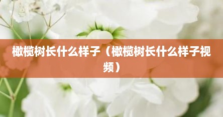 橄榄树长什么样子（橄榄树长什么样子视频）