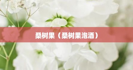桑树果（桑树果泡酒）