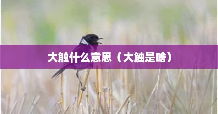大触什么意思（大触是啥）