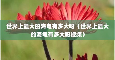 世界上最大的海龟有多大呀（世界上最大的海龟有多大呀视频）
