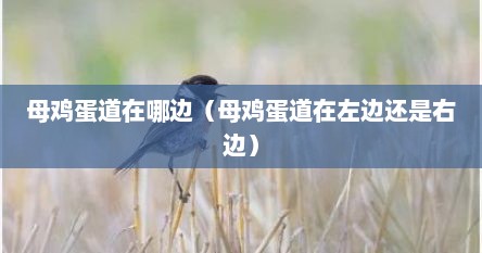 母鸡蛋道在哪边（母鸡蛋道在左边还是右边）
