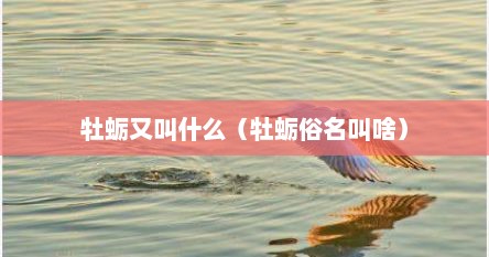 牡蛎又叫什么（牡蛎俗名叫啥）