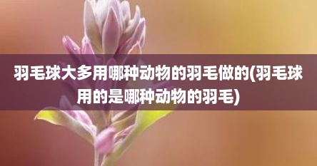 羽毛球大多用哪种动物的羽毛做的(羽毛球用的是哪种动物的羽毛)