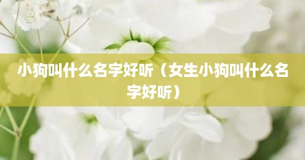 小狗叫什么名字好听（女生小狗叫什么名字好听）