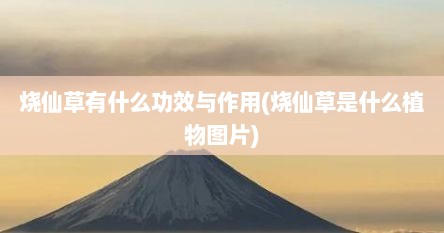 烧仙草有什么功效与作用(烧仙草是什么植物图片)