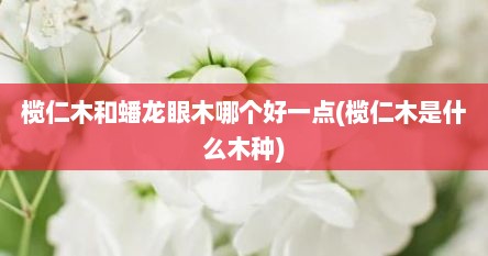 榄仁木和蟠龙眼木哪个好一点(榄仁木是什么木种)
