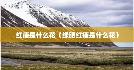 红瘦是什么花（绿肥红瘦是什么花）
