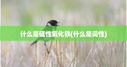 什么是磁性氧化铁(什么是词性)