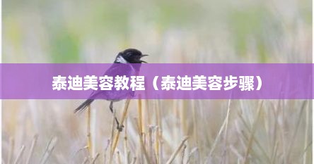 泰迪美容教程（泰迪美容步骤）