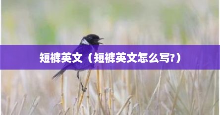 短裤英文（短裤英文怎么写?）