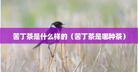 苦丁茶是什么样的（苦丁茶是哪种茶）