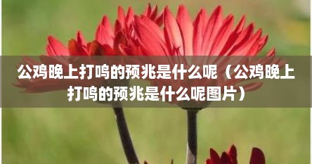 公鸡晚上提前打鸣有什么预兆（公鸡傍晚打鸣是什么意思）