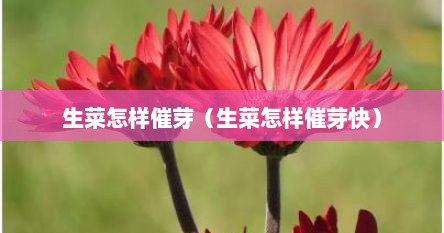 生菜怎样催芽（生菜怎样催芽快）